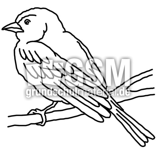 vogel1.jpg